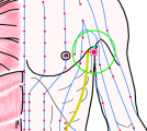 特定の臓腑と内属し表裏関係をも有する十二経脈の一つ足の『少陽胆経』に属する経穴「淵腋」のある風景