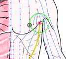 特定の臓腑と内属し表裏関係をも有する十二経脈の一つ足の『少陽胆経』に属する経穴「輒筋」のある風景