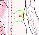 特定の臓腑と内属し表裏関係をも有する十二経脈の一つ足の『少陽胆経』に属する経穴「京門」のある風景