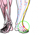 特定の臓腑と内属し表裏関係をも有する十二経脈の一つ足の『少陽胆経』に属する経穴「足臨泣」のある風景