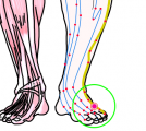 特定の臓腑と内属し表裏関係をも有する十二経脈の一つ足の『少陽胆経』に属する経穴「地五会」のある風景