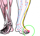 特定の臓腑と内属し表裏関係をも有する十二経脈の一つ足の『少陽胆経』に属する経穴「足竅陰」のある風景