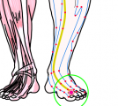 特定の臓腑と内属し表裏関係をも有する十二経脈の一つ足の『厥陰肝経』に属する経穴「大敦」のある風景