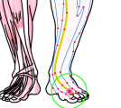 特定の臓腑と内属し表裏関係をも有する十二経脈の一つ足の『厥陰肝経』に属する経穴「行間」のある風景