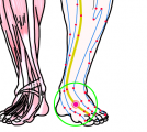特定の臓腑と内属し表裏関係をも有する十二経脈の一つ足の『厥陰肝経』に属する経穴「太衝」のある風景