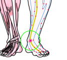 特定の臓腑と内属し表裏関係をも有する十二経脈の一つ足の『厥陰肝経』に属する経穴「中封」のある風景