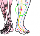 特定の臓腑と内属し表裏関係をも有する十二経脈の一つ足の『厥陰肝経』に属する経穴「蠡溝」のある風景