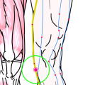 特定の臓腑と内属し表裏関係をも有する十二経脈の一つ足の『厥陰肝経』に属する経穴「膝関」のある風景