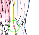 特定の臓腑と内属し表裏関係をも有する十二経脈の一つ足の『厥陰肝経』に属する経穴「曲泉」のある風景
