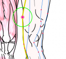 特定の臓腑と内属し表裏関係をも有する十二経脈の一つ足の『厥陰肝経』に属する経穴「陰包」のある風景