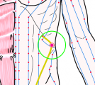 特定の臓腑と内属し表裏関係をも有する十二経脈の一つ足の『厥陰肝経』に属する経穴「章門」のある風景