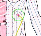 特定の臓腑と内属し表裏関係をも有する十二経脈の一つ足の『厥陰肝経』に属する経穴「期門」のある風景