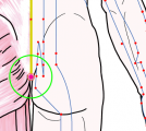特定の臓腑とは内属せず表裏関係も無い奇経八脈の一つ『督脈』に属する経穴「腰兪」のある風景