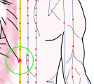 特定の臓腑とは内属せず表裏関係も無い奇経八脈の一つ『督脈』に属する経穴「脊中」のある風景