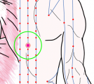 五臓六腑に関係する正経十二経および督脈経・任脈経に属さず単独で存在する「胃脘下兪」のある風景