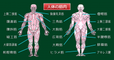 イアトリズム学院『イアトリズム基礎講座』の講義科目「基礎医学を学ぼう！」に登場する「人体の筋肉」標本