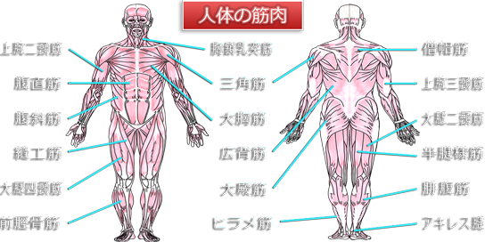 人体の筋肉