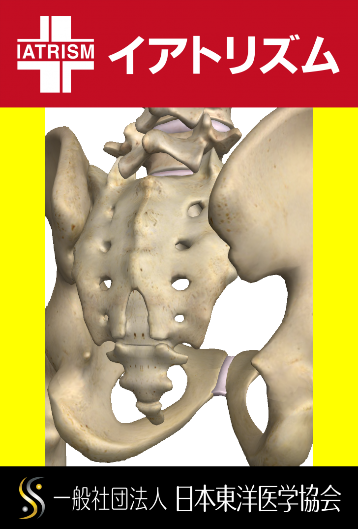 背骨（脊柱）の第五腰椎と接し腸骨・坐骨・恥骨の融合した寛骨とともに骨盤を形成する仙骨と尾骨がある風景