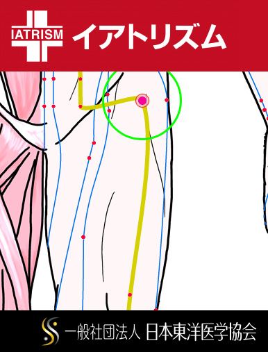 特定の臓腑と内属し表裏関係をも有する十二経脈の一つ足の『陽明胃経』に属する経穴「髀関」のある風景