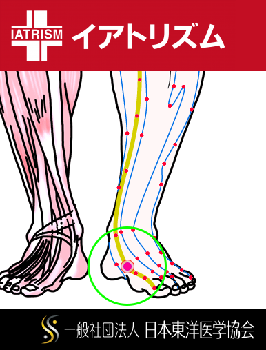 特定の臓腑と内属し表裏関係をも有する十二経脈の一つ足の『太陰脾経』に属する経穴「公孫」のある風景