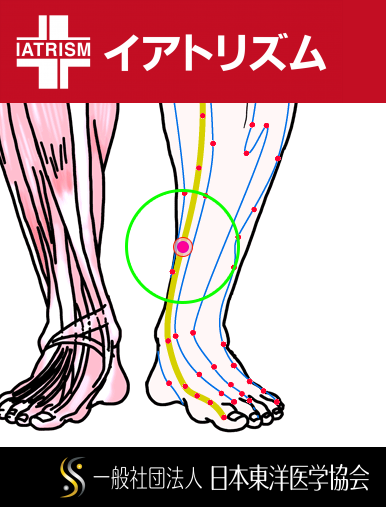 特定の臓腑と内属し表裏関係をも有する十二経脈の一つ足の『太陰脾経』に属する経穴「三陰交」のある風景