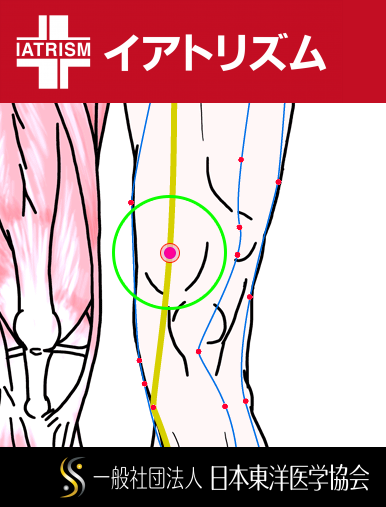 特定の臓腑と内属し表裏関係をも有する十二経脈の一つ足の『太陰脾経』に属する経穴「血海」のある風景