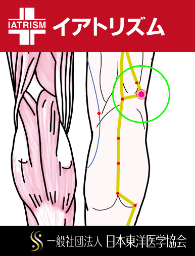 特定の臓腑と内属し表裏関係をも有する十二経脈の一つ足の『太陽膀胱経』に属する経穴「委陽」のある風景