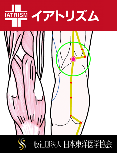 特定の臓腑と内属し表裏関係をも有する十二経脈の一つ足の『太陽膀胱経』に属する経穴「委中」のある風景
