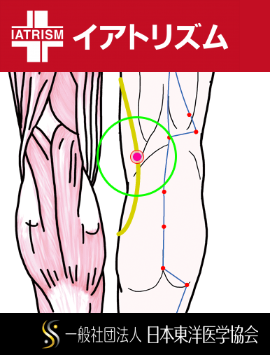 特定の臓腑と内属し表裏関係をも有する十二経脈の一つ足の『少陰腎経』に属する経穴「陰谷」のある風景