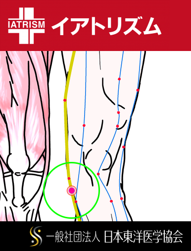 特定の臓腑と内属し表裏関係をも有する十二経脈の一つ足の『厥陰肝経』に属する経穴「膝関」のある風景