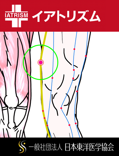 特定の臓腑と内属し表裏関係をも有する十二経脈の一つ足の『厥陰肝経』に属する経穴「陰包」のある風景
