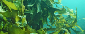 イアトリズム事典 知っておきたい『食品と栄養』で食品成分表 海藻類 に用いられる わかめ の群生像