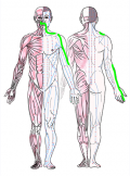 特定の臓腑と内属し表裏関係をも有する十二経脈の一つ手の『陽明大腸経』の流れが記された二体の人体立像図