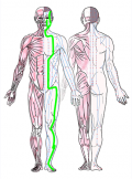 特定の臓腑と内属し表裏関係をも有する十二経脈の一つ足の『陽明胃経』の流れが記された二体の人体立像図