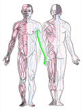 特定の臓腑と内属し表裏関係をも有する十二経脈の一つ手の『少陰心経』の流れが記された二体の人体立像図