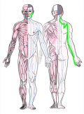 特定の臓腑と内属し表裏関係をも有する十二経脈の一つ手の『太陽小腸経』の流れが記された二体の人体立像図