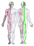 特定の臓腑と内属し表裏関係をも有する十二経脈の一つ足の『太陽膀胱経』の流れが記された二体の人体立像図