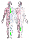 特定の臓腑と内属し表裏関係をも有する十二経脈の一つ足の『少陰腎経』の流れが記された二体の人体立像図