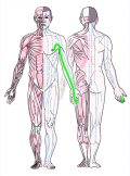 特定の臓腑と内属し表裏関係をも有する十二経脈の一つ手の『厥陰心包経』の流れが記された二体の人体立像図