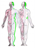 特定の臓腑と内属し表裏関係をも有する十二経脈の一つ足の『少陽胆経』の流れが記された二体の人体立像図