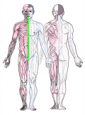 特定の臓腑とは内属せず表裏関係も無い奇経八脈の一つ『任脈』の流れが記された二体の片側解剖人体立像の図
