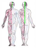 特定の臓腑とは内属せず表裏関係も無い奇経八脈の一つ『督脈』の流れが記された二体の片側解剖人体立像の図