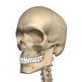 髑髏(ドクロ)・されこうべ・頭蓋骨・スカルなどの名称を持つ死神や黄金バットのモチーフともなる頭の骨