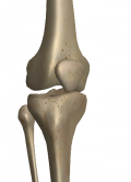 大腿直筋・内側広筋・中間広筋・外側広筋からなる大腿四頭筋の腱に付着する膝蓋骨が見える膝関節の風景