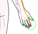 特定の臓腑と内属し表裏関係をも有する十二経脈の一つ手の『陽明大腸経』に属する経穴「商陽」のある風景