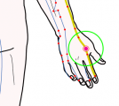 特定の臓腑と内属し表裏関係をも有する十二経脈の一つ手の『陽明大腸経』に属する経穴「三間」のある風景