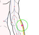 特定の臓腑と内属し表裏関係をも有する十二経脈の一つ手の『陽明大腸経』に属する経穴「手三里」のある風景