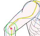 特定の臓腑と内属し表裏関係をも有する十二経脈の一つ手の『陽明大腸経』に属する経穴「曲池」のある風景