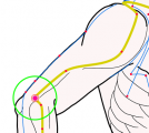 特定の臓腑と内属し表裏関係をも有する十二経脈の一つ手の『陽明大腸経』に属する経穴「肘髎」のある風景
