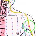 特定の臓腑と内属し表裏関係をも有する十二経脈の一つ手の『陽明大腸経』に属する経穴「臂臑」のある風景